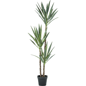 Yucca
