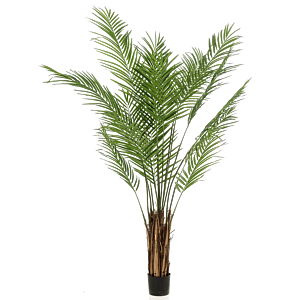 Areca