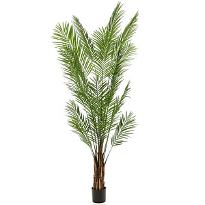 Areca