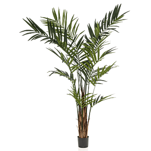 Kentia
