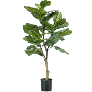 Ficus Lyrata