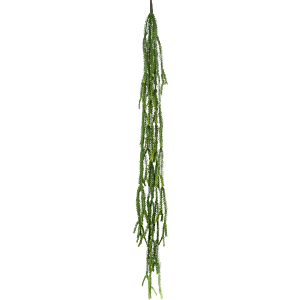 Bladcactus