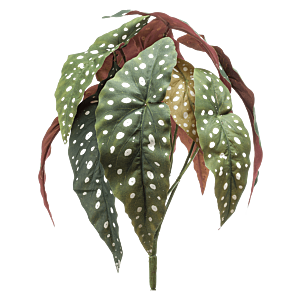 Begonia Maculata