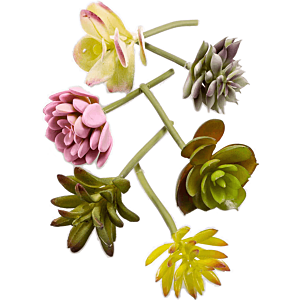 Vetplantenmix