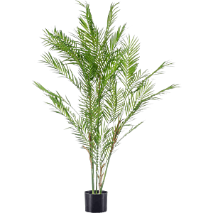 Chamaedorea