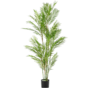 Chamaedorea
