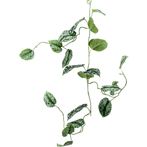 Zilveren Scindapsus