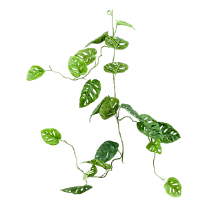 Monstera