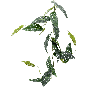 Begonia Maculata