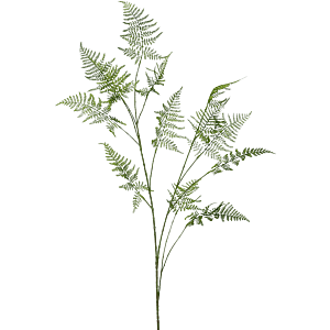 Asparagus