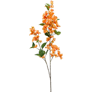 Bougainville