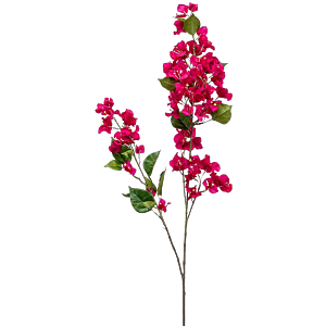 Bougainville