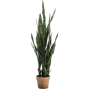 Sansevieria