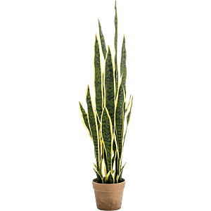 Sansevieria