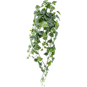 Zilveren Scindapsus