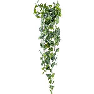 Zilveren Scindapsus