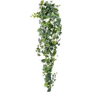 Zilveren Scindapsus