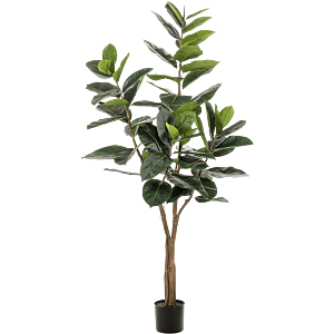 Ficus Elastica