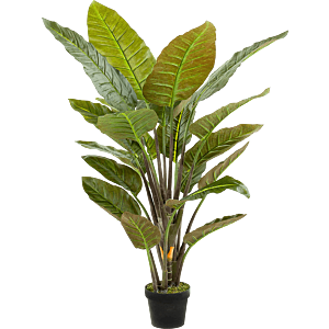 Strelitzia