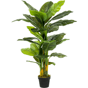 Lepelplant