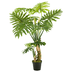 Philodendron
