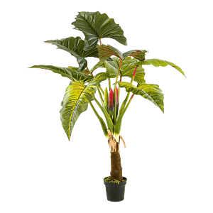 Colocasia
