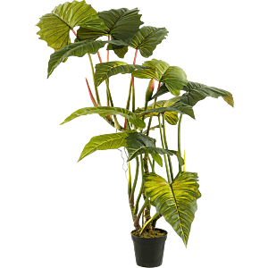 Colocasia