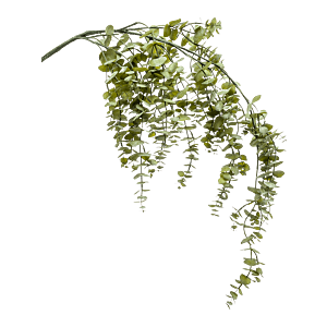 Eucalyptus