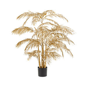 Areca Palm