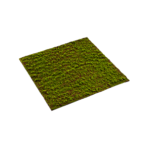 Moss Grimmia