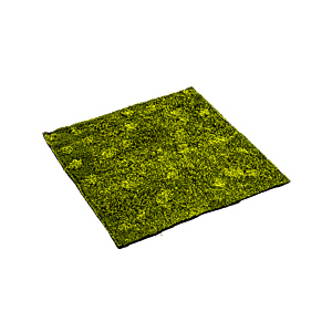 Moss Hypnum