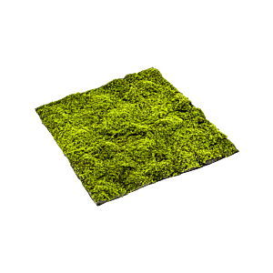 Moss Sphagnum