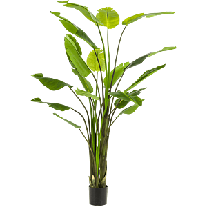 Strelitzia Nicolai