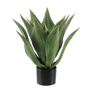 Agave