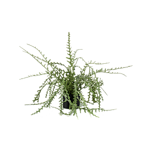 Epiphyllum