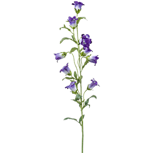Klokjesbloem