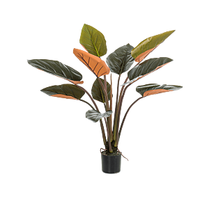 Philodendron