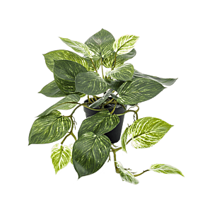 Scindapsus