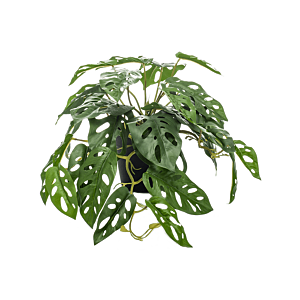 Apenmaskerplant
