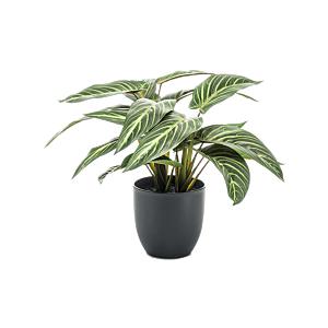 Zebraplant