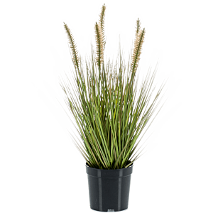 Lampenpoetsersgras