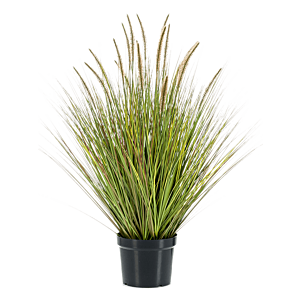 Pennisetum Gras