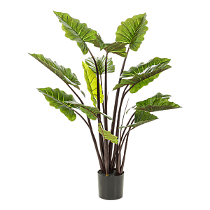 Colocasia