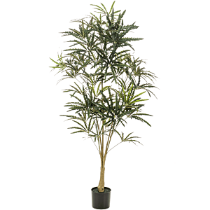 Plerandra Elegantissima