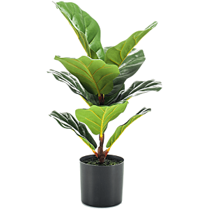 Ficus Lyrata
