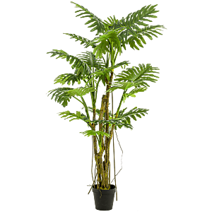 Philodendron