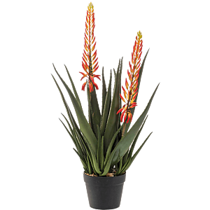 Aloë met Bloemen