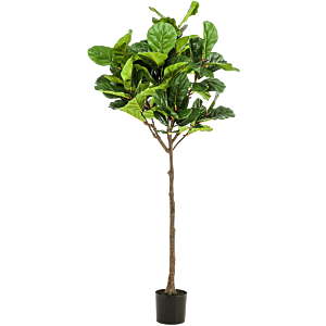 Ficus Lyrata