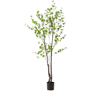 Tropaeolum Speciosum