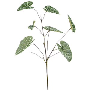 Anthurium